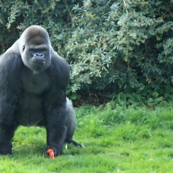 ZOOPARC DE BEAUVAL