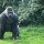 Billet 1 jour - Zooparc de Beauval
