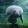 Billet 1 jour - Zooparc de Beauval