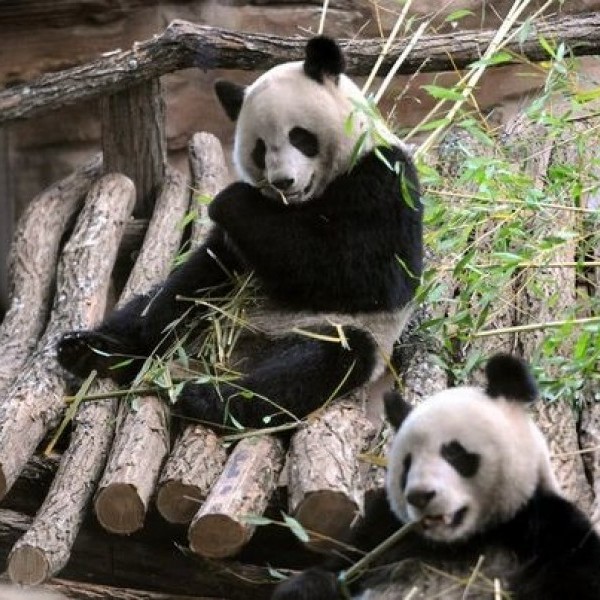 ZOOPARC DE BEAUVAL