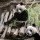 Billet 1 jour - Zooparc de Beauval