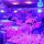 Oriental Ladies Night by Dj'ette Kem's - Show Case Live de Cheb BILAL SGHIR