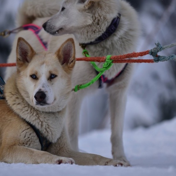 Bon Kdo 2020 Chiens de traineau Vosges 2 personnes