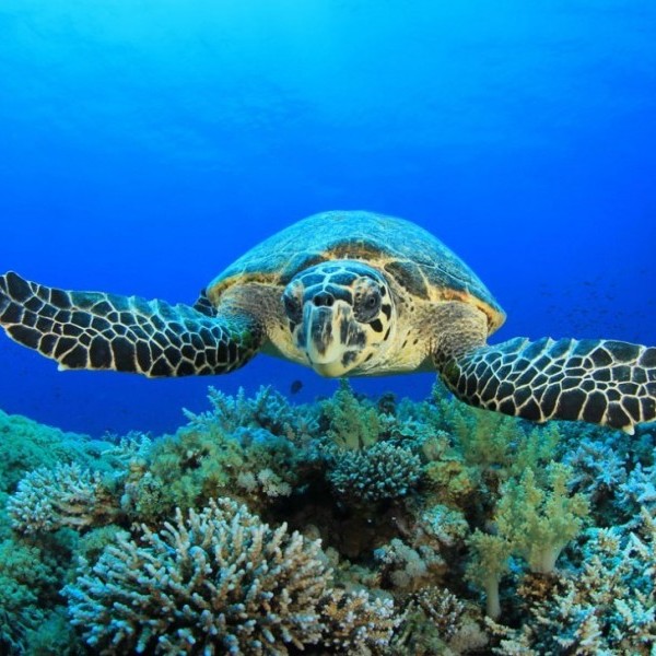 LE PARADIS DE PETITE TERRE