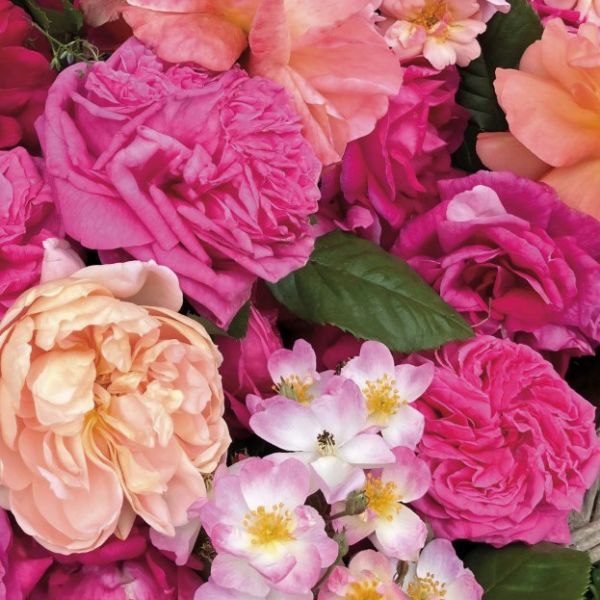 Journées de la rose