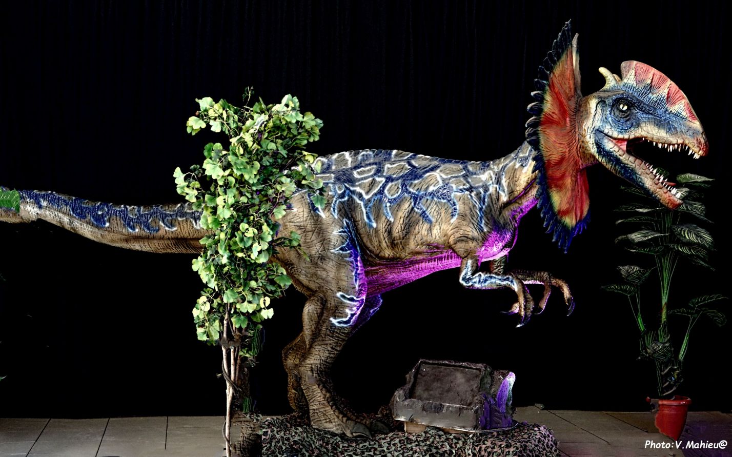 Dinosaurs World • Exposition de dinosaures